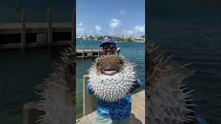 Biggest Pufferfish I've Ever Seen!