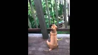 dog trying to do suicide