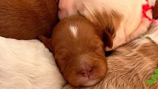 Harper’s Puppies - 10 days old