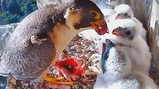 #46🦅Falcon Nest❹／Halcón peregrino Nido en DIRECTO | Museo de América (Cámara 42 | Madrid)