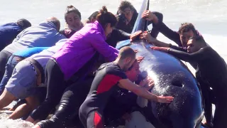 7 Orcas stranded in La Caleta (Buenos Aires / Argentina)