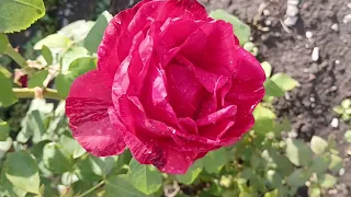 ROSES🌹🌹🌹🌸🌸🌸🌹 dreams ВИДЕОРОЗОВЫЕ мечты розы