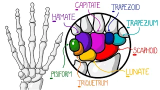 Learn The Bones of the Hand & Wrist In 2 Minutes (With Fractures)