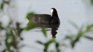 Лысуха Чижовское водохранилище #птицы #birds