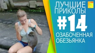 Лучшие приколы за январь 2016#14. Озабоченная обезьянка