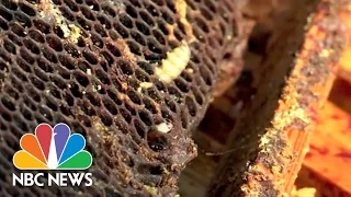 Plastic-Eating Worms Could Help Clean Up The Earth | NBC News