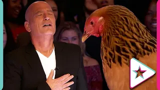 JUDGES Shocked At Incredible Piano Playing Chicken on America's Got Talent!