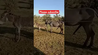 donkey meeting #animals  #donkey #please subscribe my channel(1080P_HD