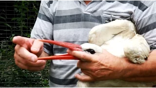 Człowiek, który urodził się... Ptakiem