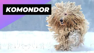 Komondor 🐶 The Mop-like Dog