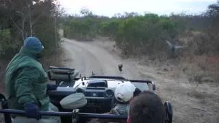 Леопард чуть не запрыгнул в машину к туристам.