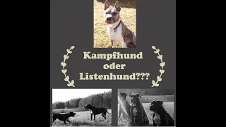 Kampfhunde Teil 1Definition Listenhund / Kampfhund
