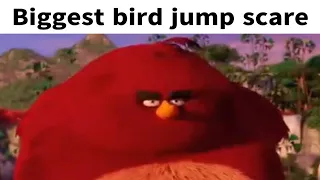 Biggest bird jump scare