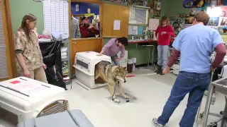 IFAW Alaska Wolf-Dog Rescue