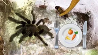 Preparing healthy FOOD for my TARANTULAS !!! (feat. Elvarg)