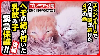 【子猫 保護】エンジンルームで生まれた へその緒がついた乳飲み子を緊急保護しました【後編】