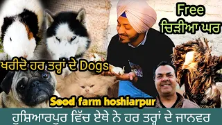 Free Zoo in Hoshiarpur | All breed of dogs | iam hero | sood farm Hoshiarpur