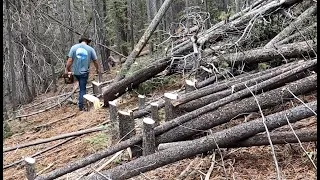 Cutting trees on a lot to make a pad for a house
