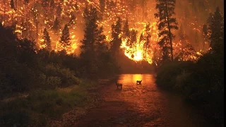 Documentary on Forests Under Fire Wildfire - HD 1080p