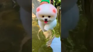 tik tok chó phốc sóc mini 😍 funny and cute pomeranian video/pomeranian dog #DOGS #pomeranian #448