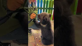 🐻🐻🐻eating  #kitten #foryou #fpy #cute #bear #zoo