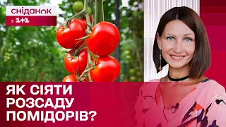 Час помідорів: Як найкраще сіяти розсаду?