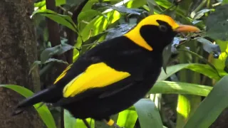 Regent Bower bird in the branches tree. Campbelltown Australia.