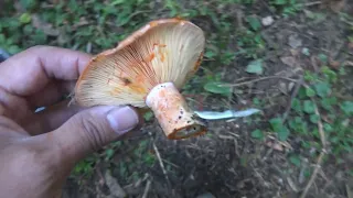 Где собирать рыжики сосновые - Сбор рыжих грибов (Lactarius deliciosus) осенью в хвойном лесу