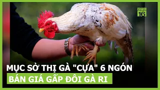 Mục sở thị gà "cựa" 6 ngón, bán giá gấp đôi gà ri | VTC16