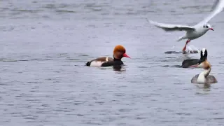 Male  Red-crested Pochard  "Netta rufina"