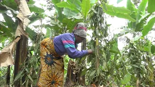 Farmers in Tanzania turn to vanilla to boost their fortunes