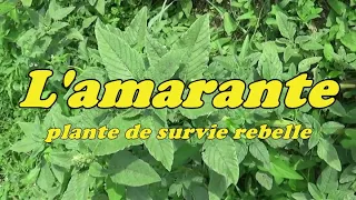 L'AMARANTE, plante de survie rebelle