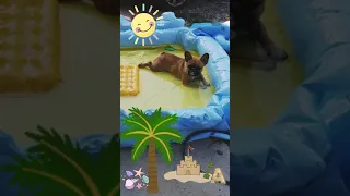 Моё море в этом году🐕🏖️ Французский бульдог Ева охлаждается🐶 #Shorts