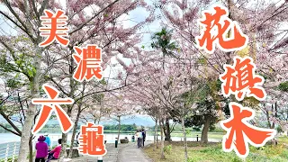 【賞花景點】2022高雄美濃湖/六龜台27甲線花旗木盛開實況