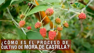 Cómo es el proceso del cultivo de mora de Castilla - TvAgro por Juan Gonzalo Angel Restrepo