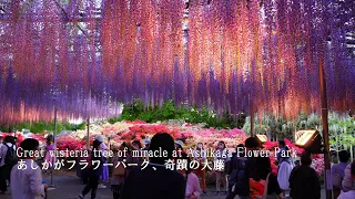 Il parco floreale Ashikaga è di una bellezza mozzafiato in questo momento! (all'illuminazione)