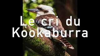 Le cri du kookaburra. Oiseau australien.