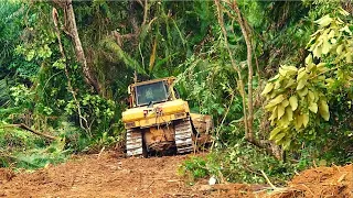 The Fastest Way To Break down Big Trees - The More Dozer Move The More Time You Save