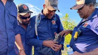 Indigenous rangers sharing knowledge on black-footed rock-wallaby | WWF-Australia