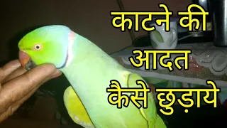 Ringneck parrot learn to stop bite watch till the end.