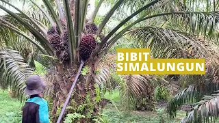 Alasan PETANI SAWIT Memilih Bibit Unggul SIMALUNGUN