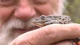 Frog-Licking and Other Florida Wonders | National Geographic