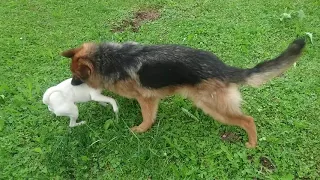 German shepard vs Jack Russell