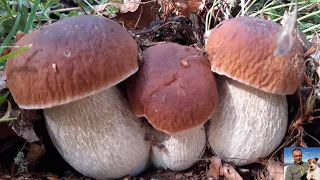 Pure emotions! Unpublished video of beautiful porcini mushrooms - September 2019