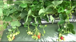 Comparing strawberry development between a conventional tunnel and an automated retractable roof hou
