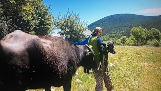 DAĞLARDA BULDUĞUM İKİNCİ KARA YAVRU🐃MAKİNA İLE DOMBAY SAĞIMI