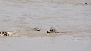 Zebra Narrowly Avoids Crocodile In River