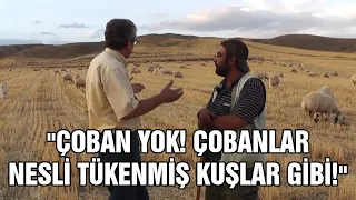 "Çoban Yok! Çobanlar Nesli Tükenmiş Kuşlar Gibi!"