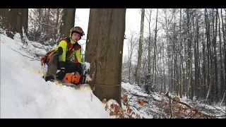 Kácení Buků / Logging Beech trees