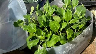 Planting in a Milk Jug Greenhouse